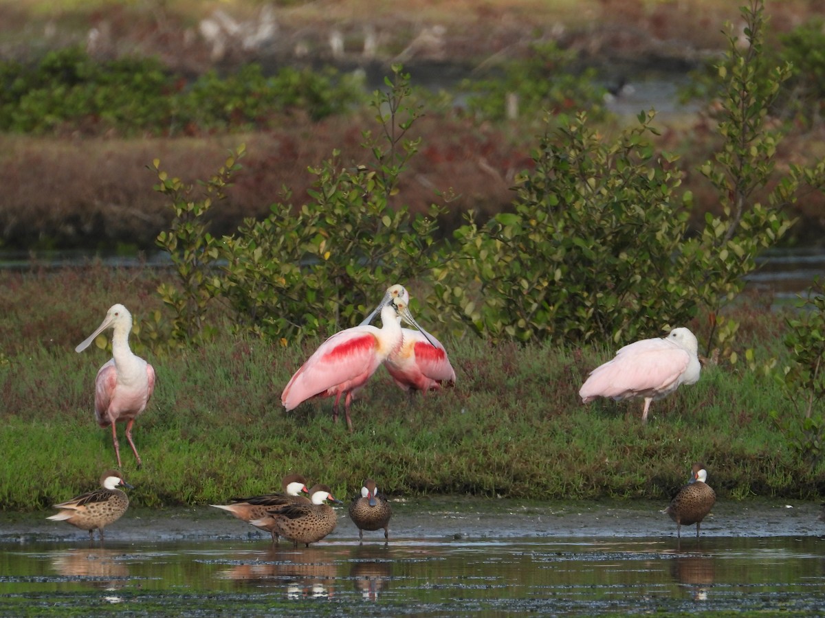 Roseate Spoonbill - ML641606978
