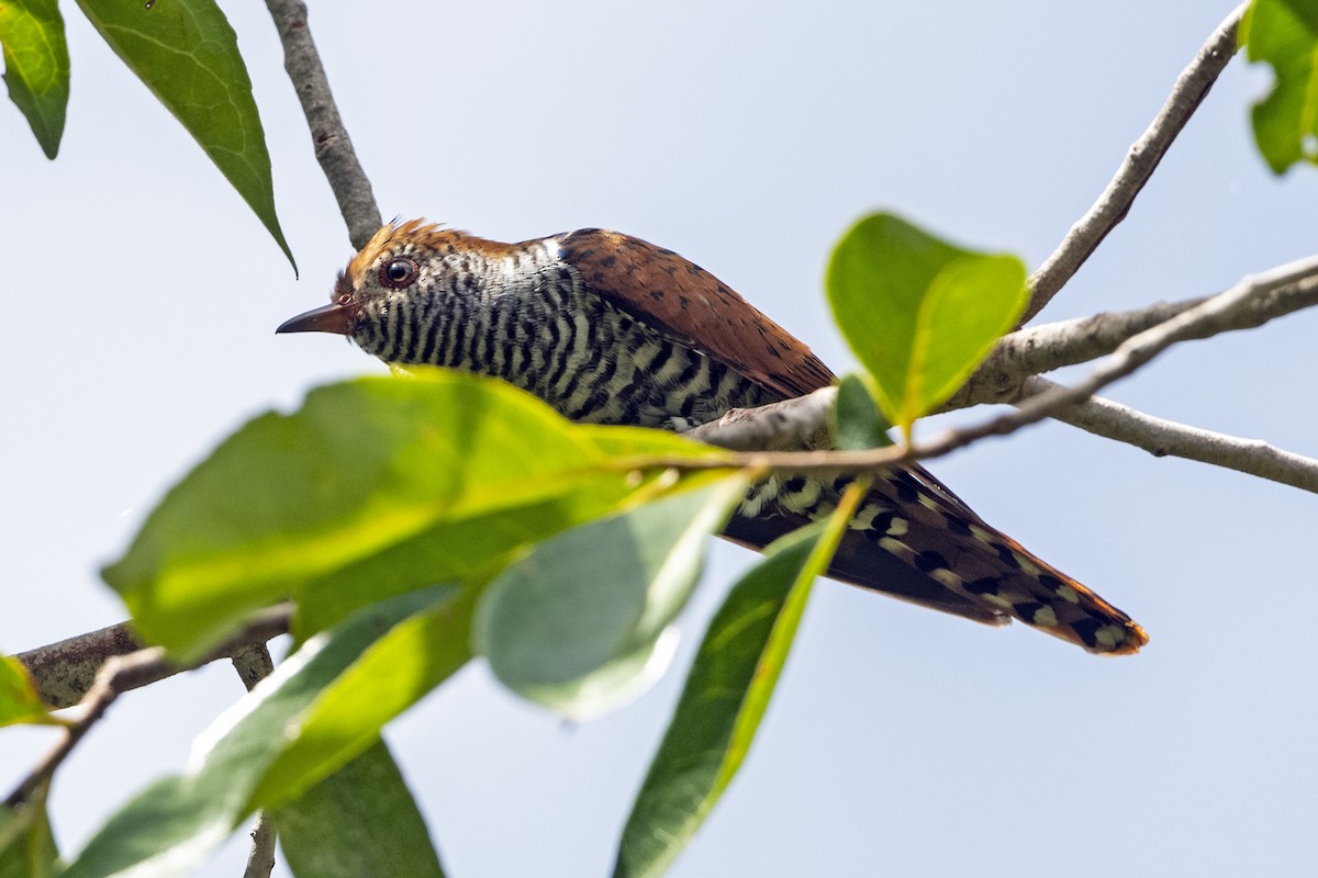 Violet Cuckoo - ML641606979