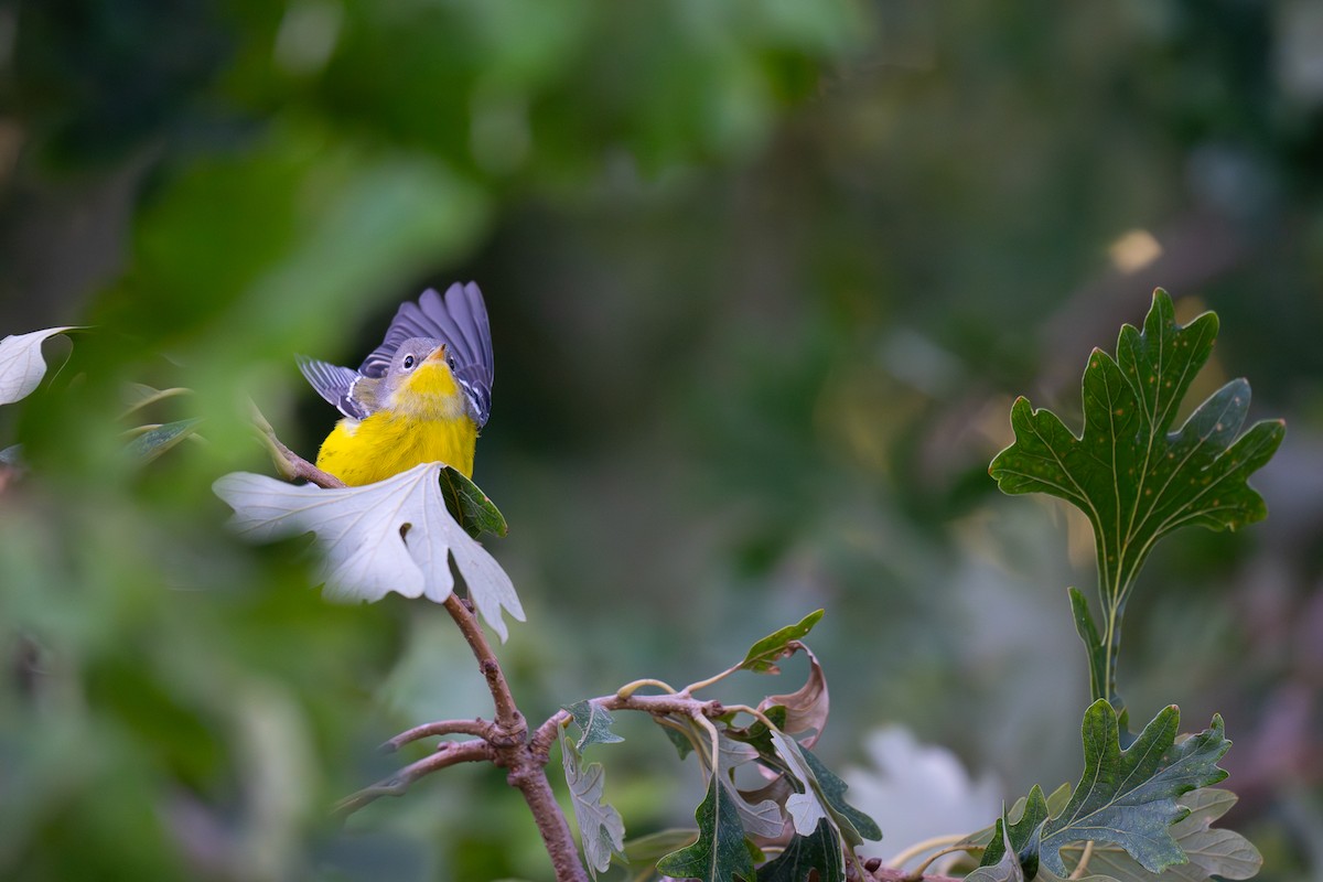 Magnolia Warbler - ML641606982