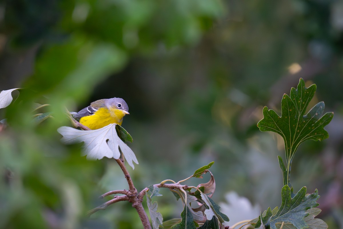Magnolia Warbler - ML641606983