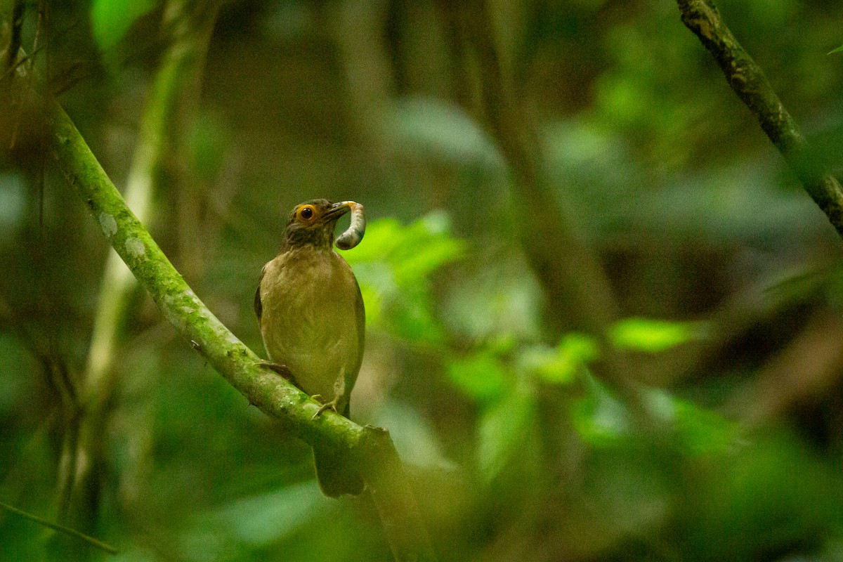 Spectacled Thrush - ML641607016