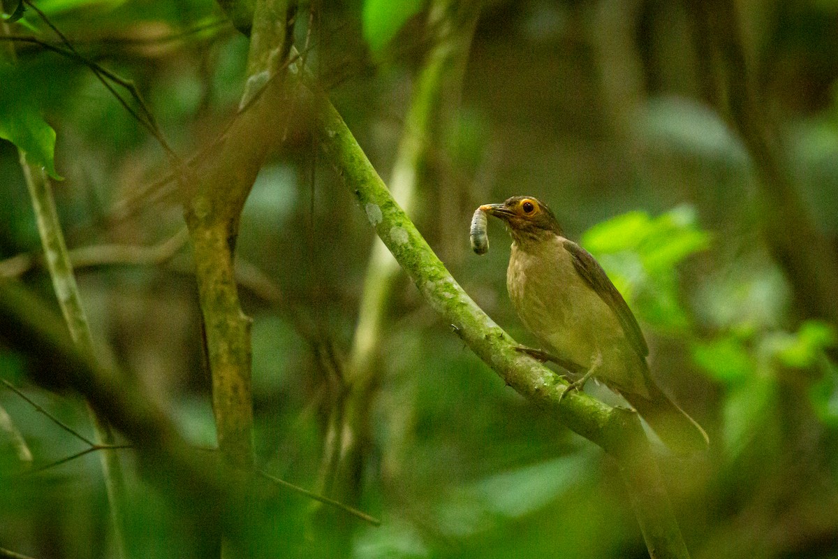 Spectacled Thrush - ML641607017