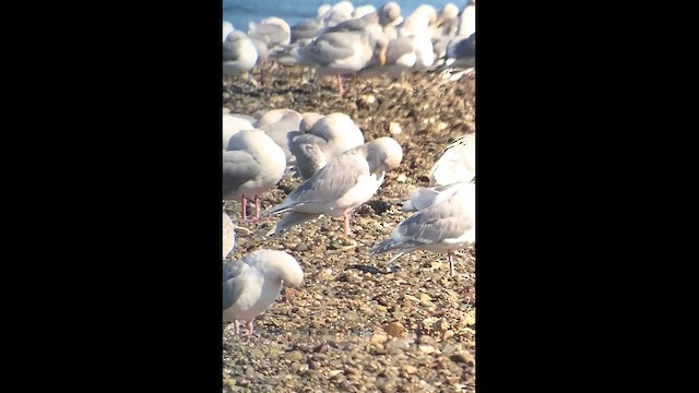 American Herring x Glaucous Gull (hybrid) - ML641607022