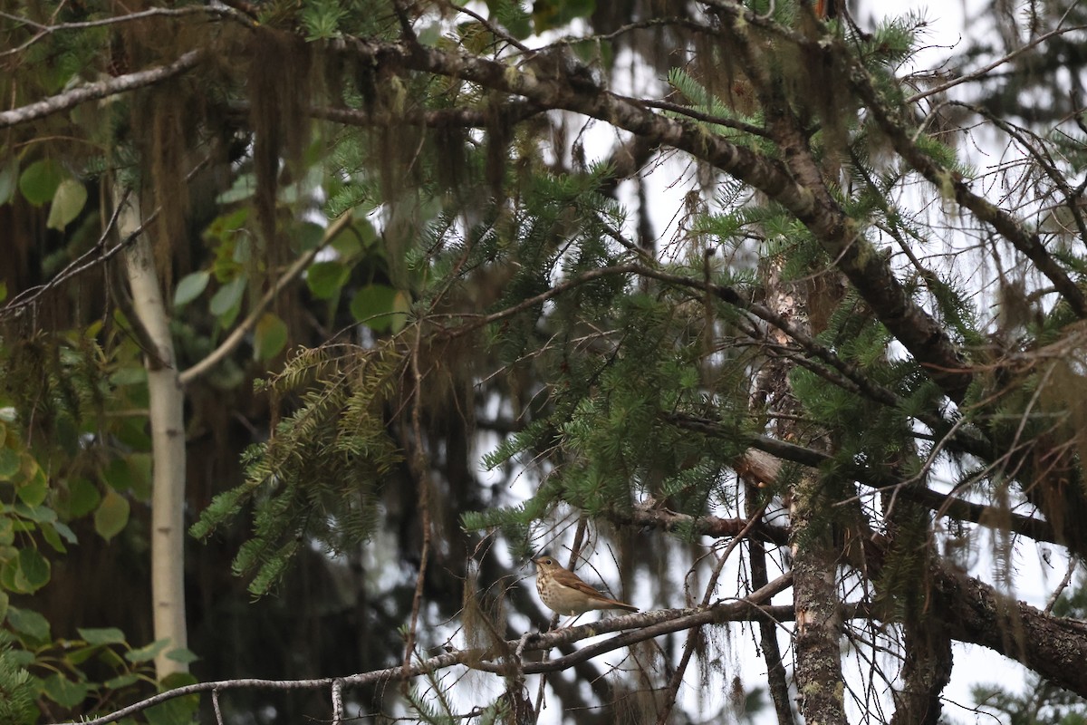 Hermit Thrush - ML641607025