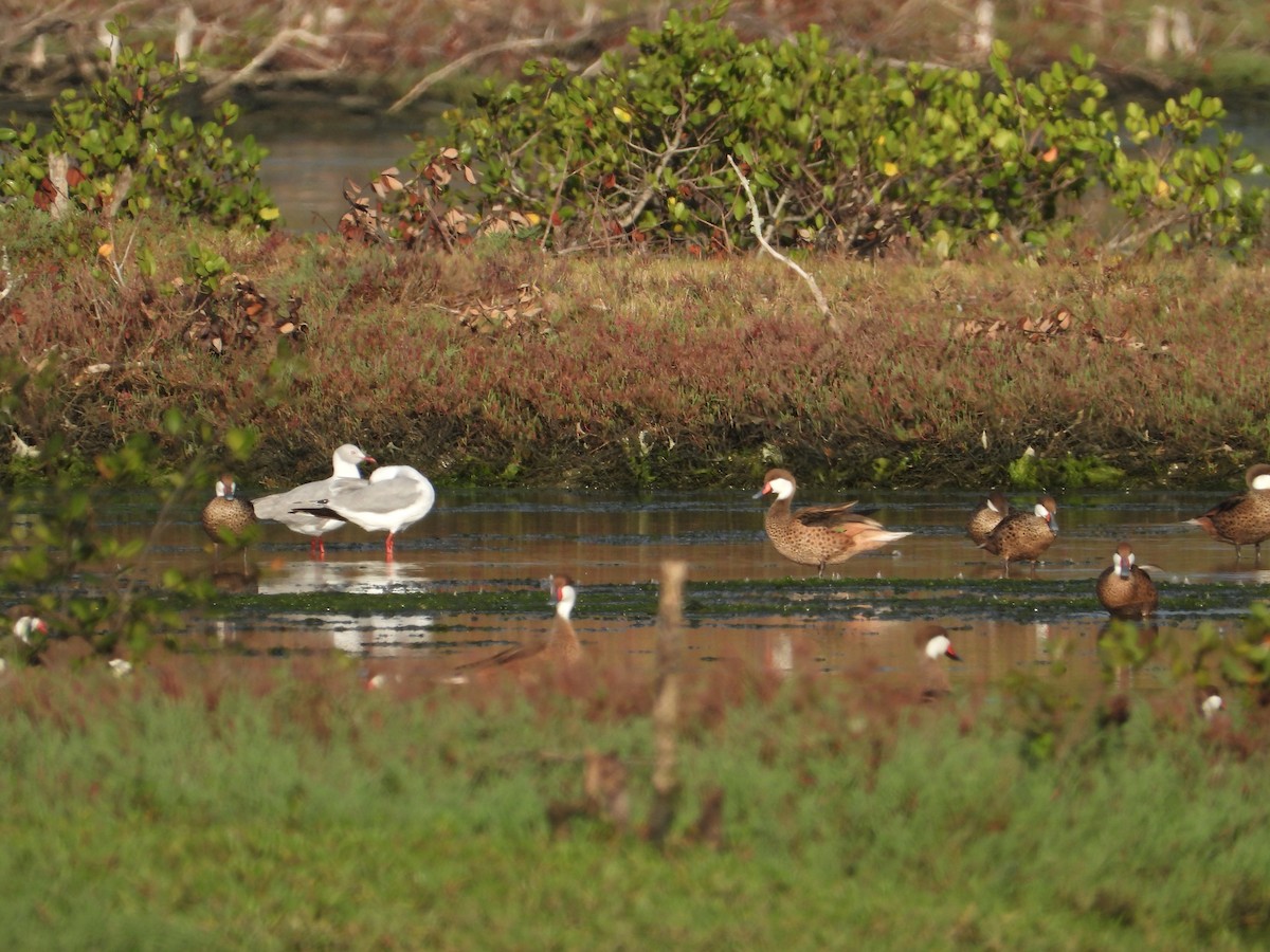 White-cheeked Pintail - ML641607028