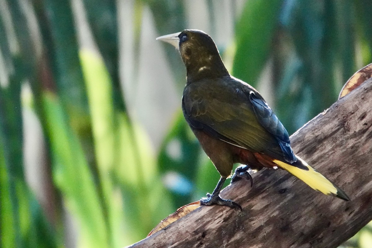 Dusky-green Oropendola - ML641607044