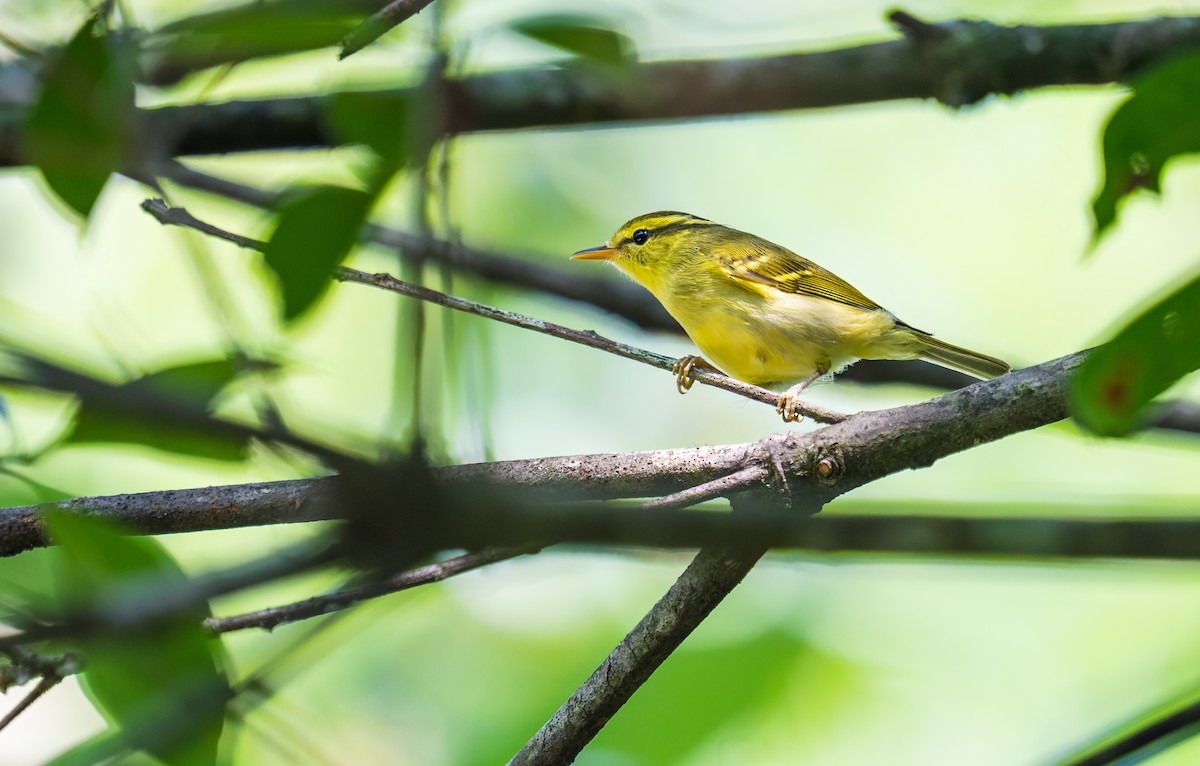 Hartert's Leaf Warbler - ML641607047
