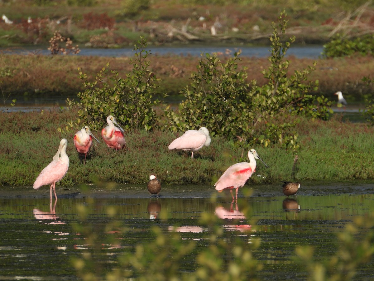 Roseate Spoonbill - ML641607049