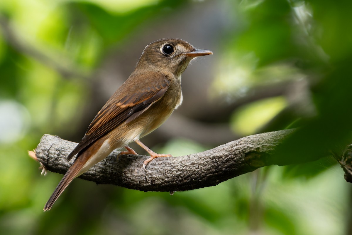 Brown-breasted Flycatcher - ML641607057
