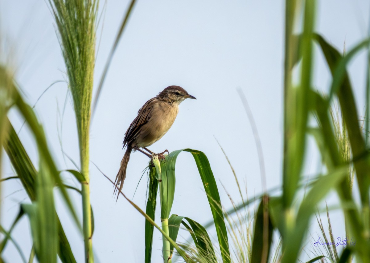 Striated Grassbird - ML641607071