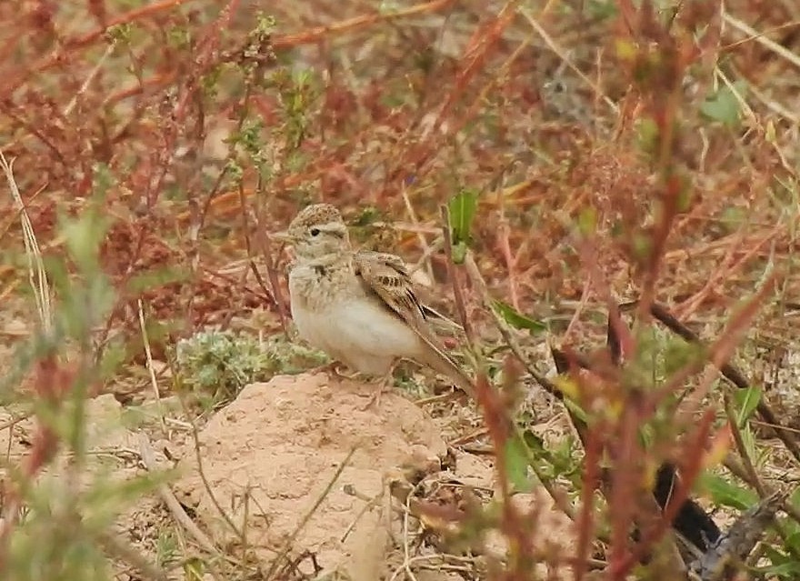 Greater Short-toed Lark - ML641607075