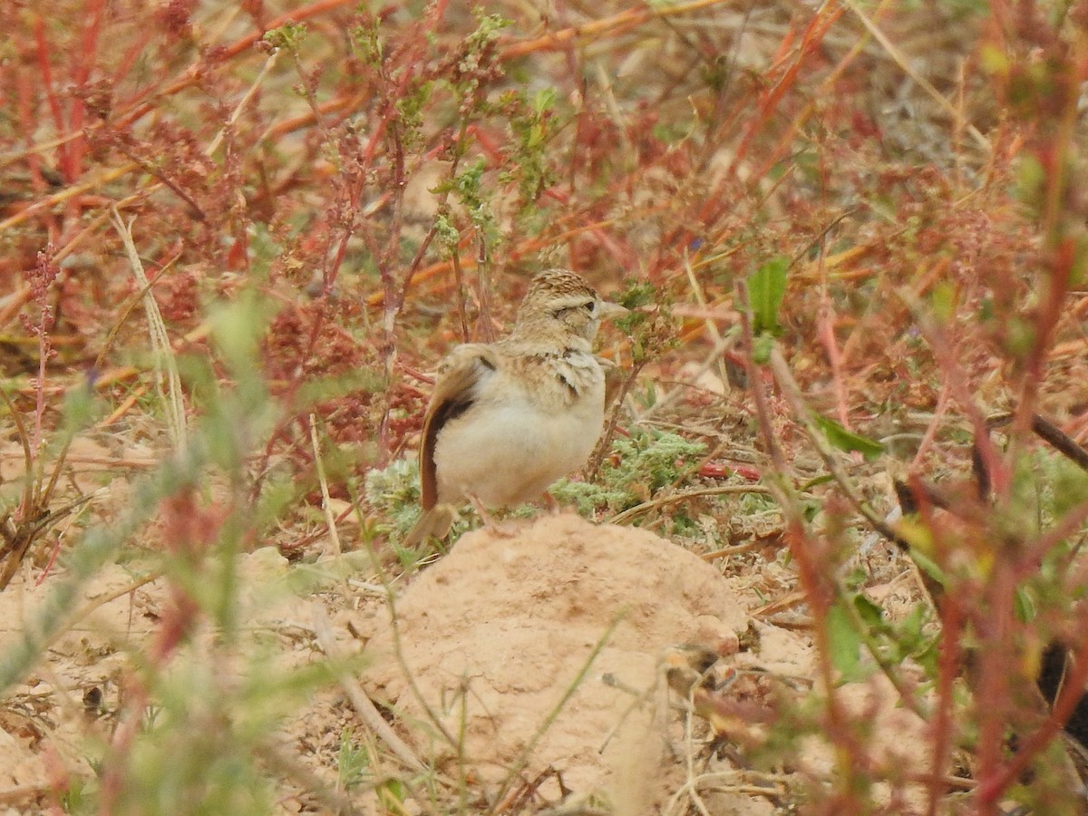 Greater Short-toed Lark - ML641607076