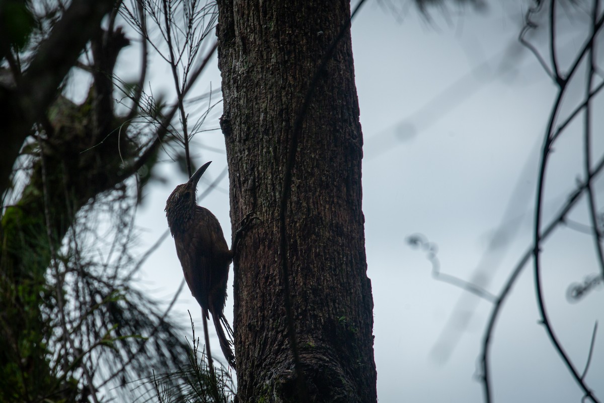 Strong-billed Woodcreeper - ML641607080