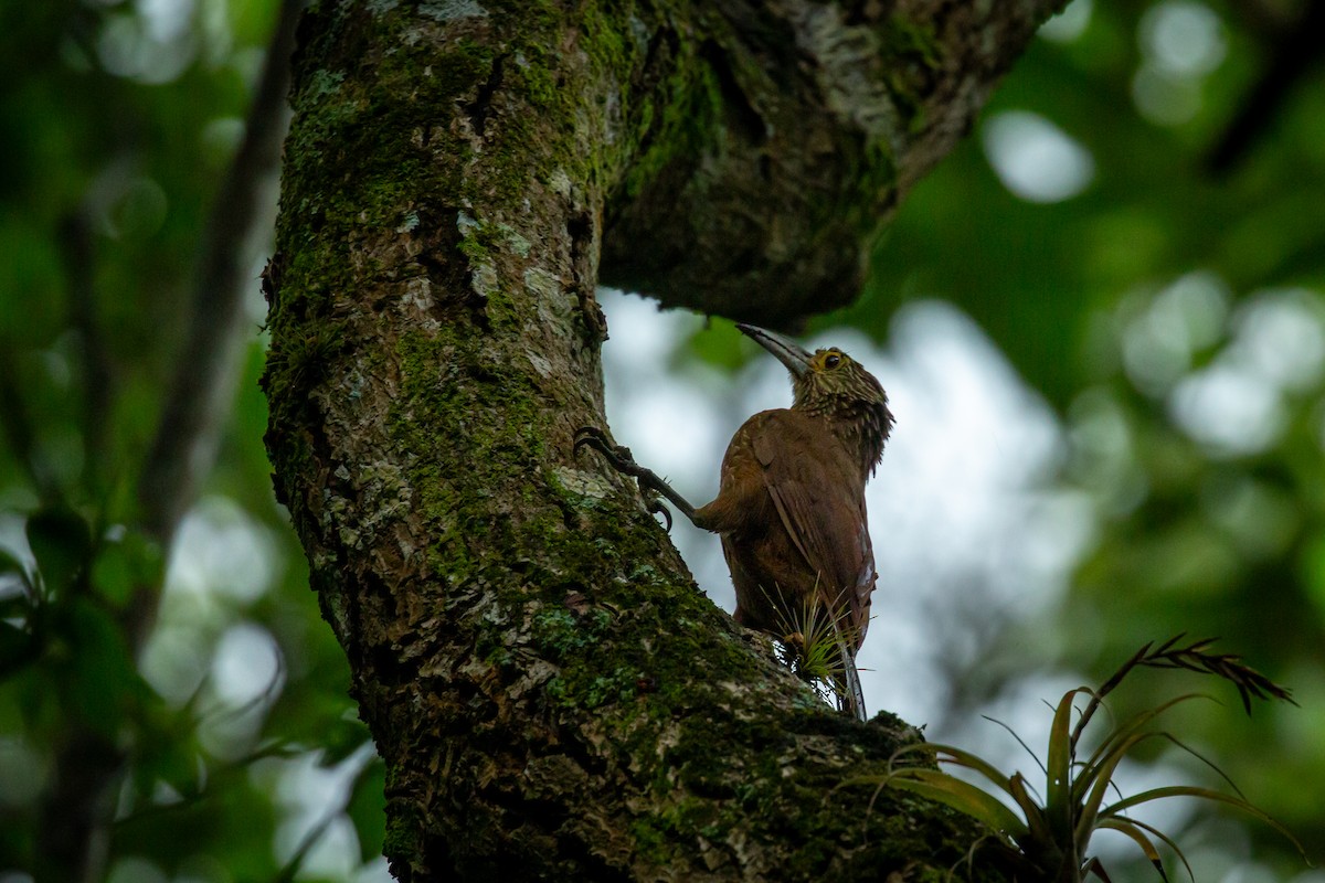 Strong-billed Woodcreeper - ML641607081