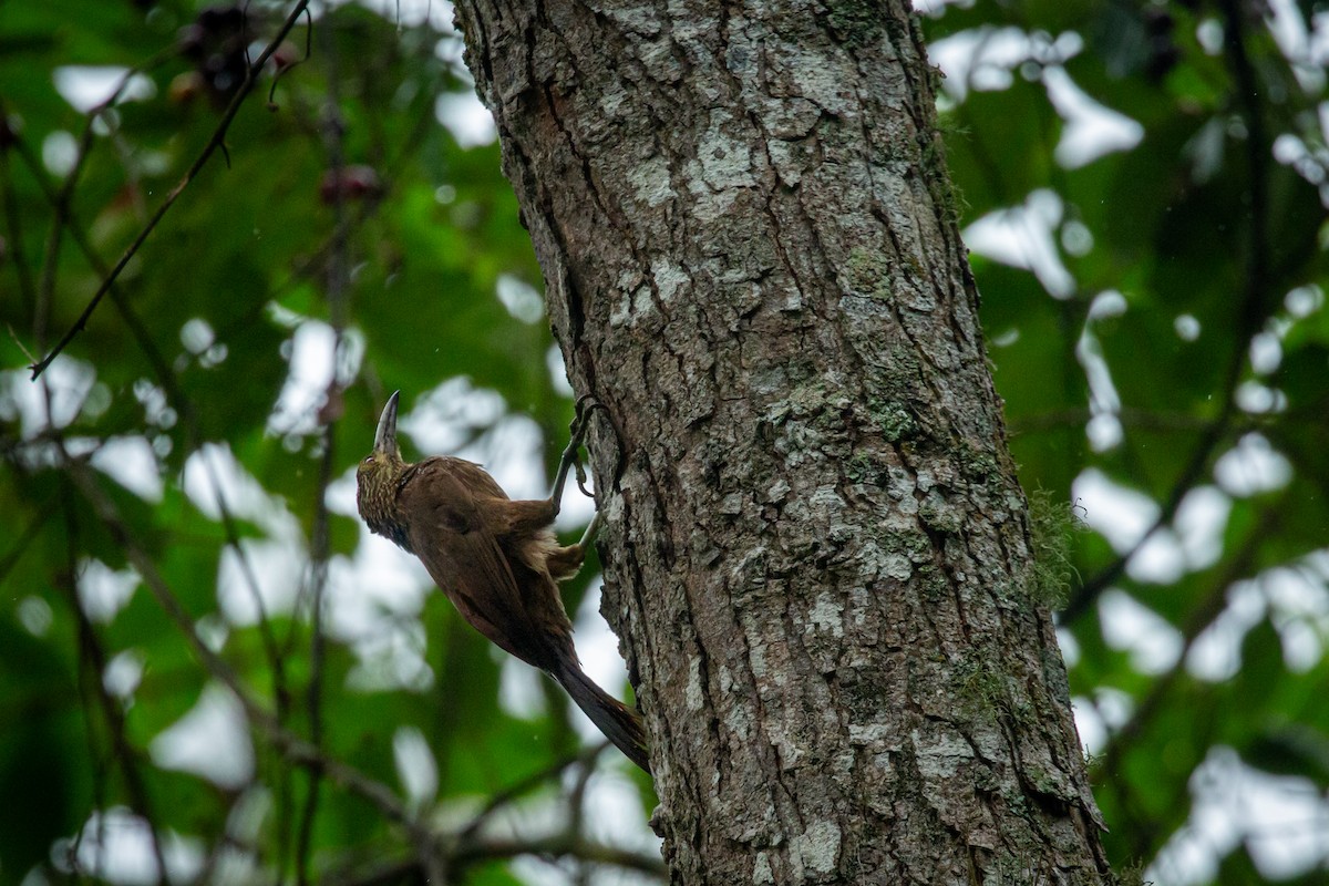 Strong-billed Woodcreeper - ML641607082