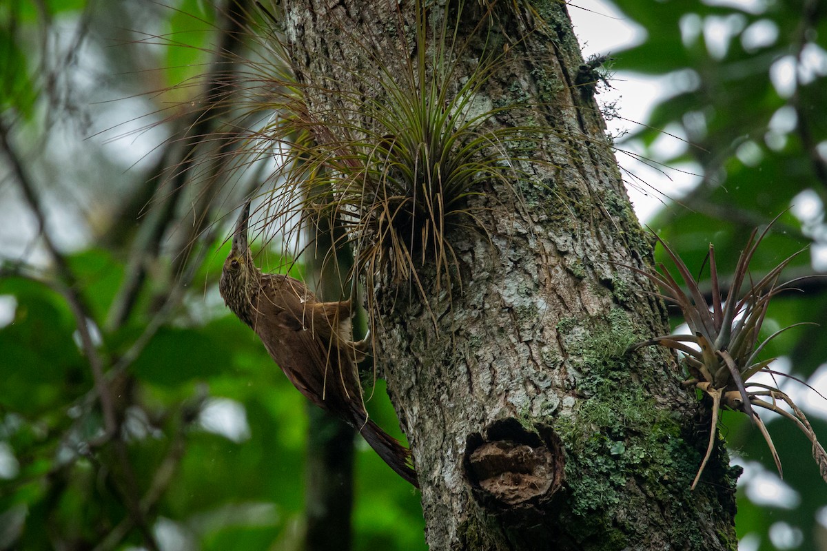 Strong-billed Woodcreeper - ML641607083