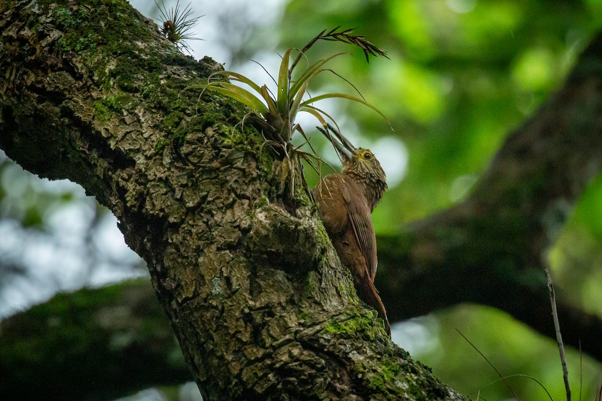 Strong-billed Woodcreeper - ML641607089