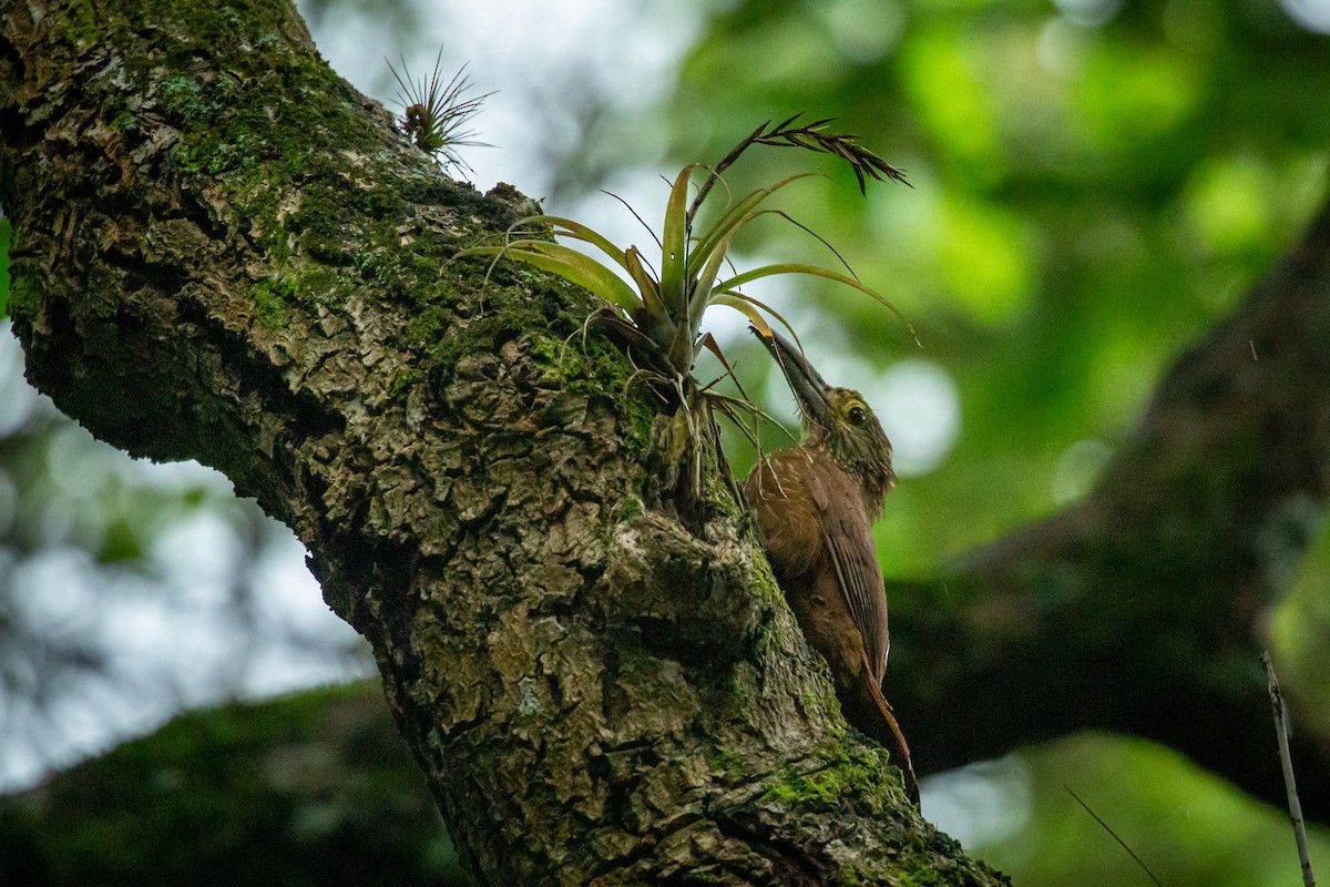 Strong-billed Woodcreeper - ML641607090