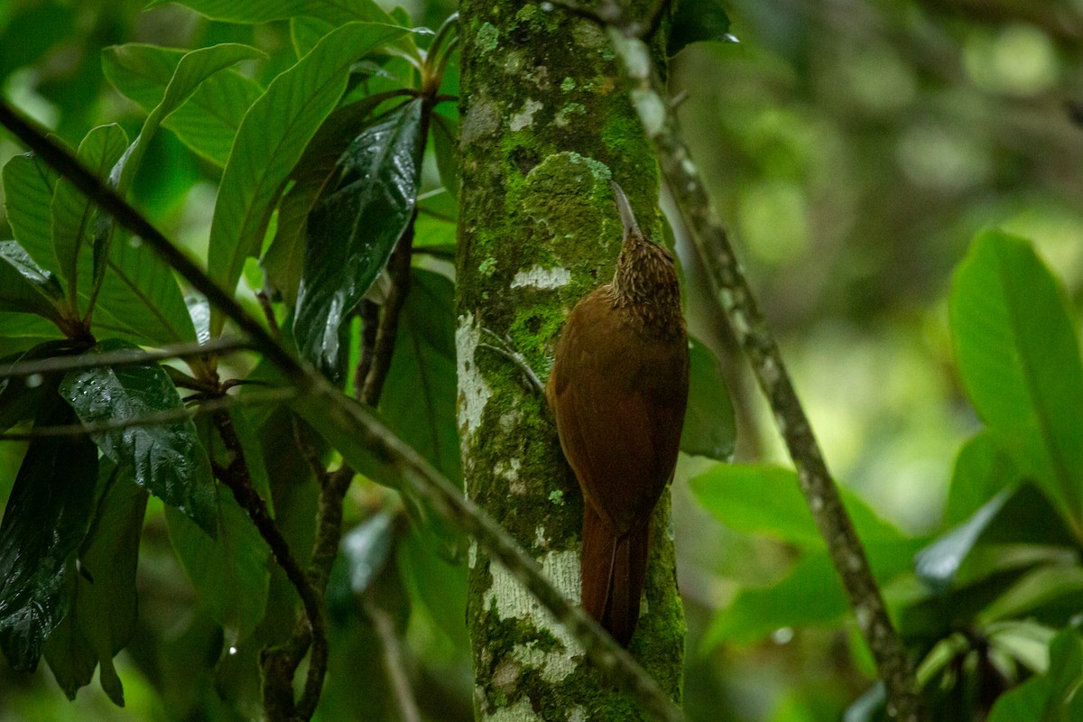 Strong-billed Woodcreeper - ML641607091
