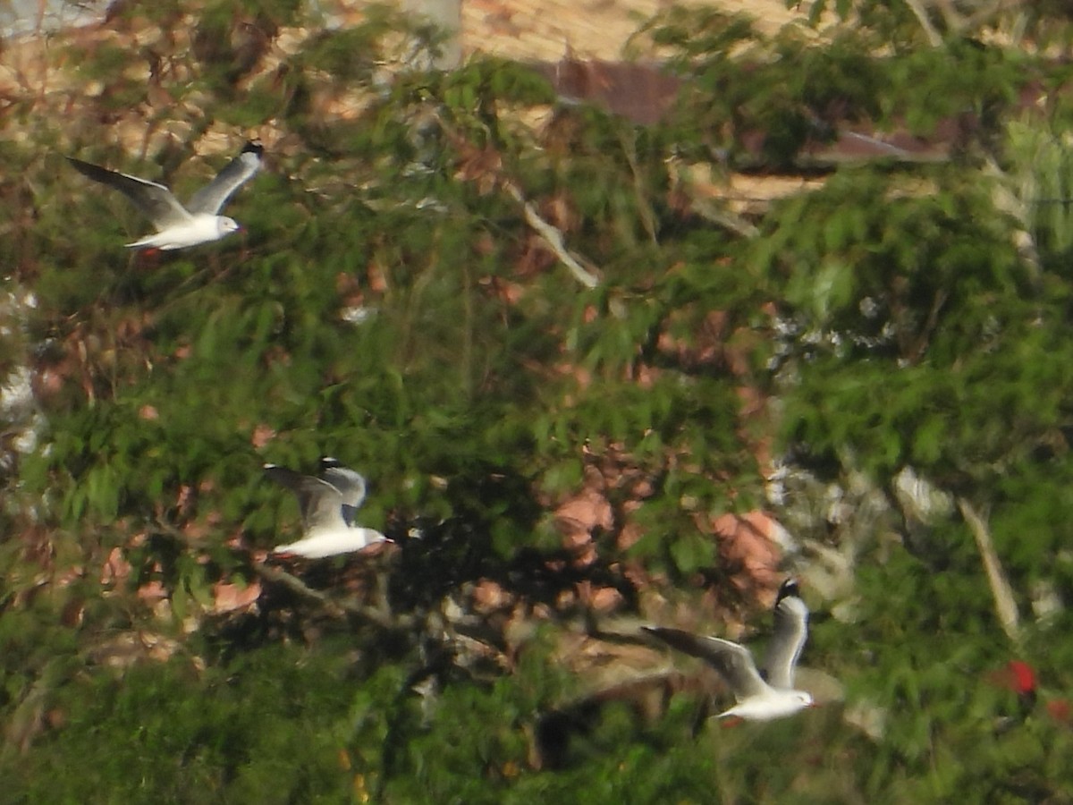 Gray-hooded Gull - ML641607094