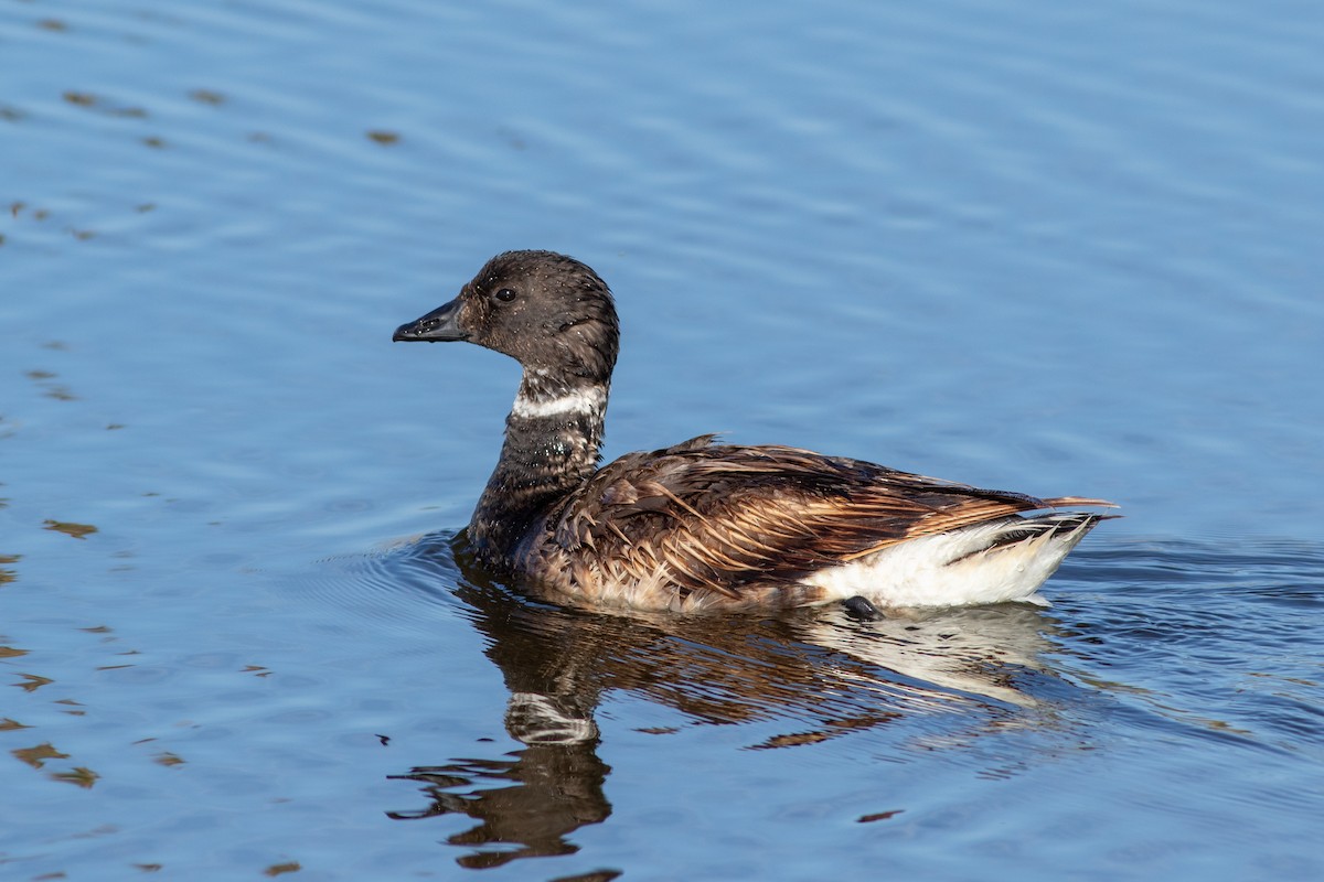 Brant (Black) - ML641607095