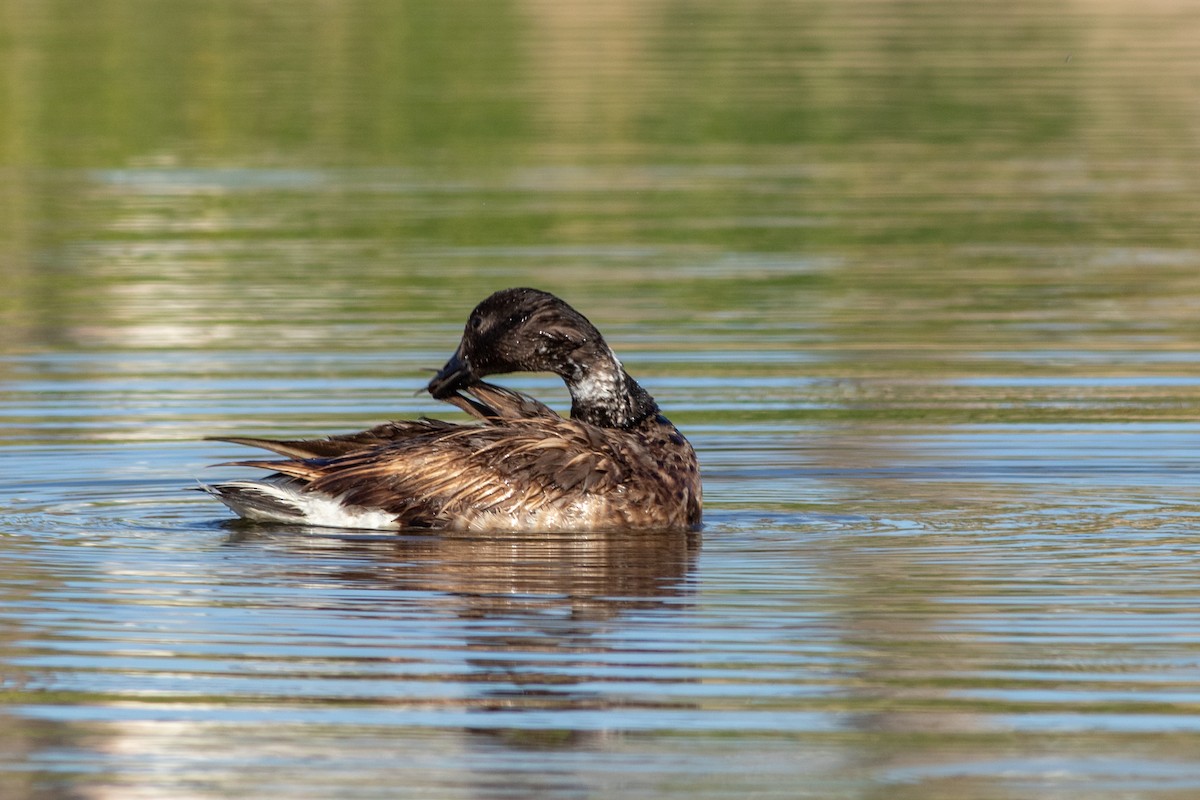 Brant (Black) - ML641607096