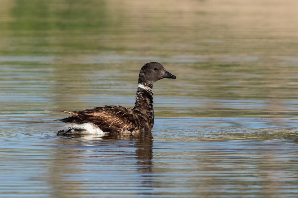 Brant (Black) - ML641607097