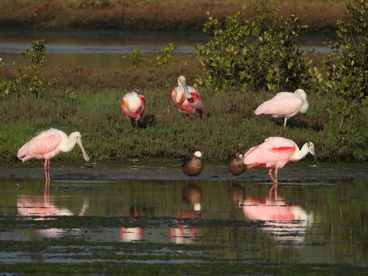 Roseate Spoonbill - ML641607115