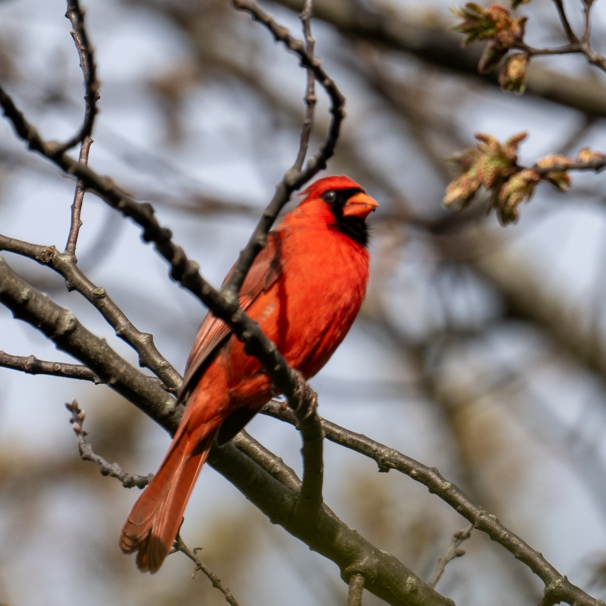 Northern Cardinal - ML641607123