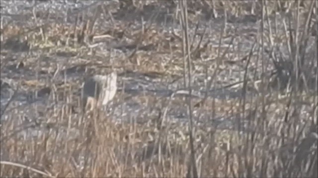 Ухаа элсэг - ML641607141