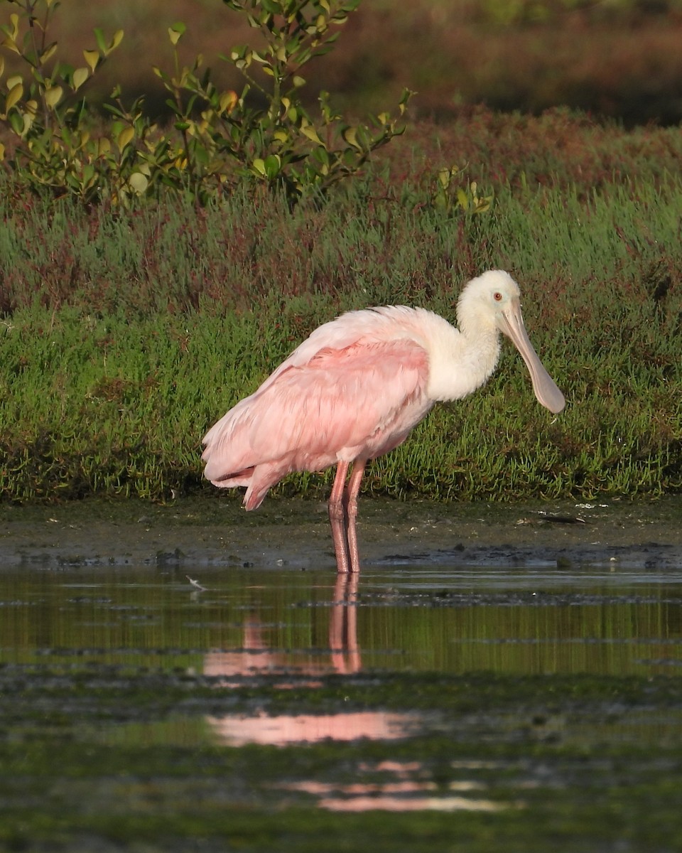 Roseate Spoonbill - ML641607145