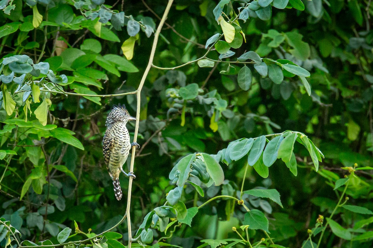 Barred Antshrike - ML641607156