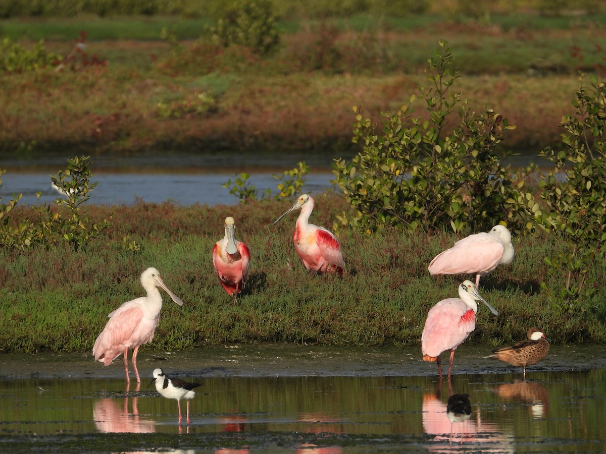Roseate Spoonbill - ML641607186