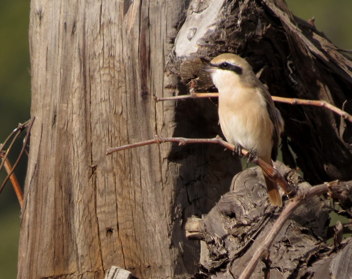 Isabelline Shrike - ML641607221