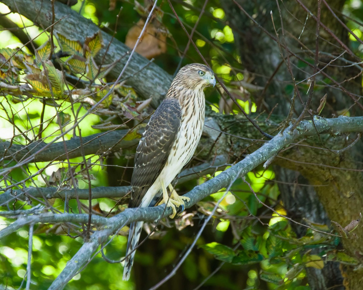Cooper's Hawk - ML641607244