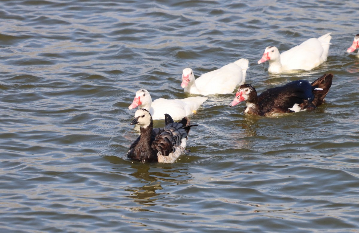 Barnacle Goose - ML641607273