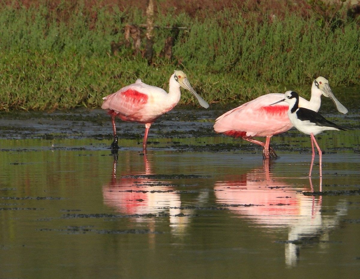 Black-necked Stilt - ML641607289
