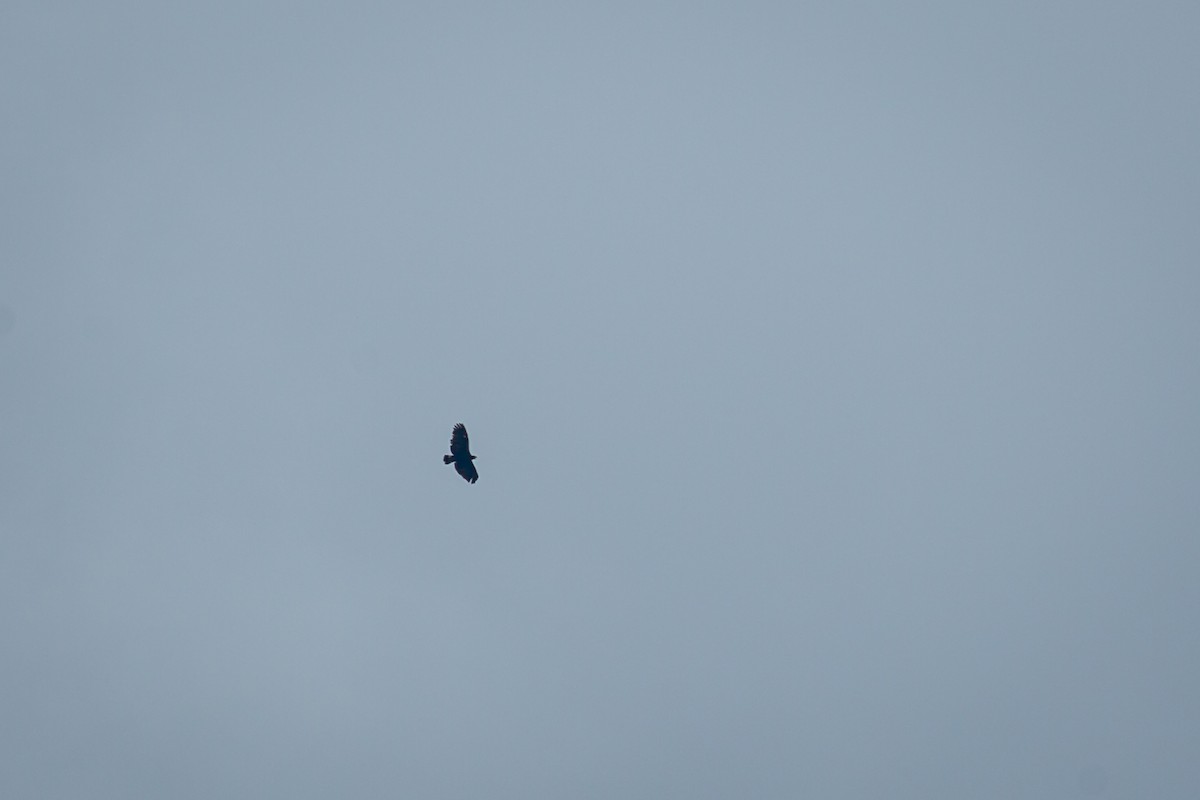 鷹科(中、小型) - ML641607301