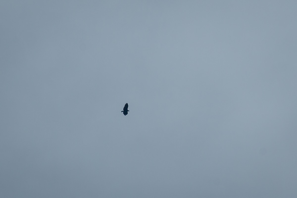 鷹科(中、小型) - ML641607302