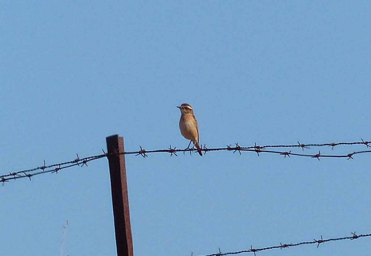 bramborníček hnědý - ML641607312