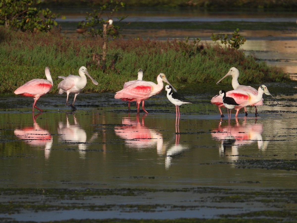 Black-necked Stilt - ML641607315