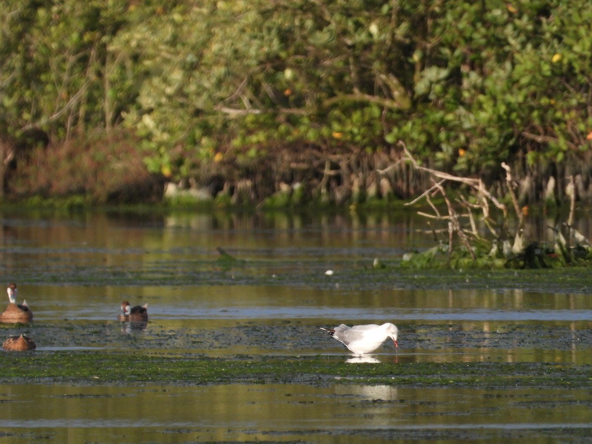 Gray-hooded Gull - ML641607344