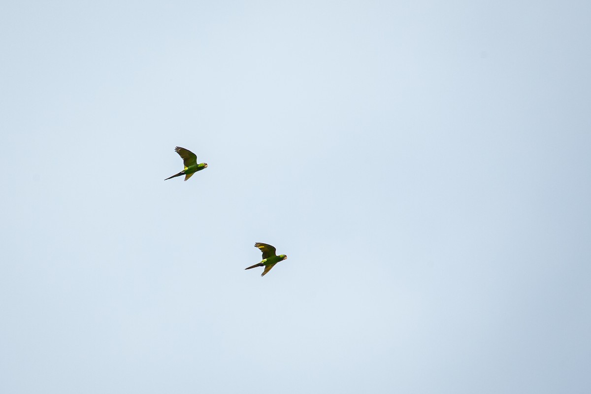 Scarlet-fronted Parakeet - ML641607351