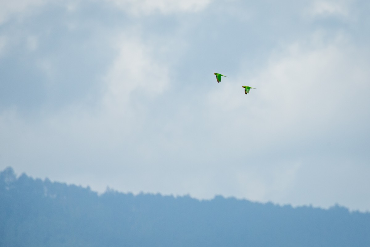 Scarlet-fronted Parakeet - ML641607352