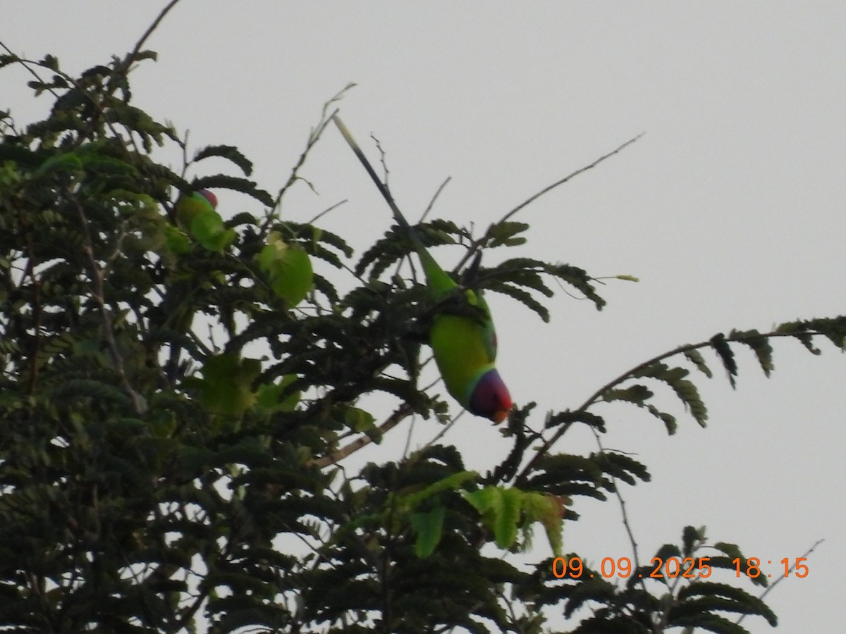 Plum-headed Parakeet - ML641607368