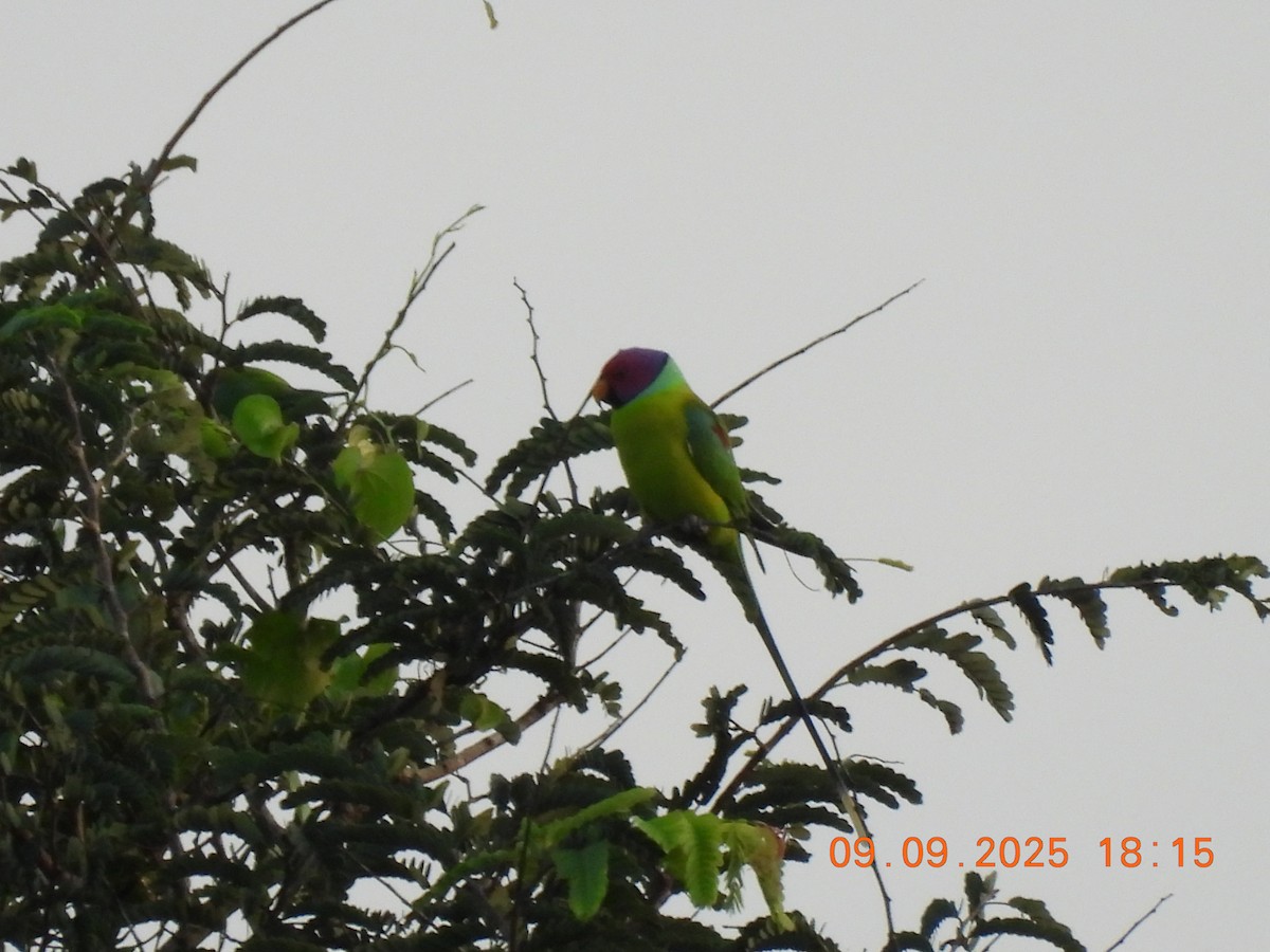 Plum-headed Parakeet - ML641607369