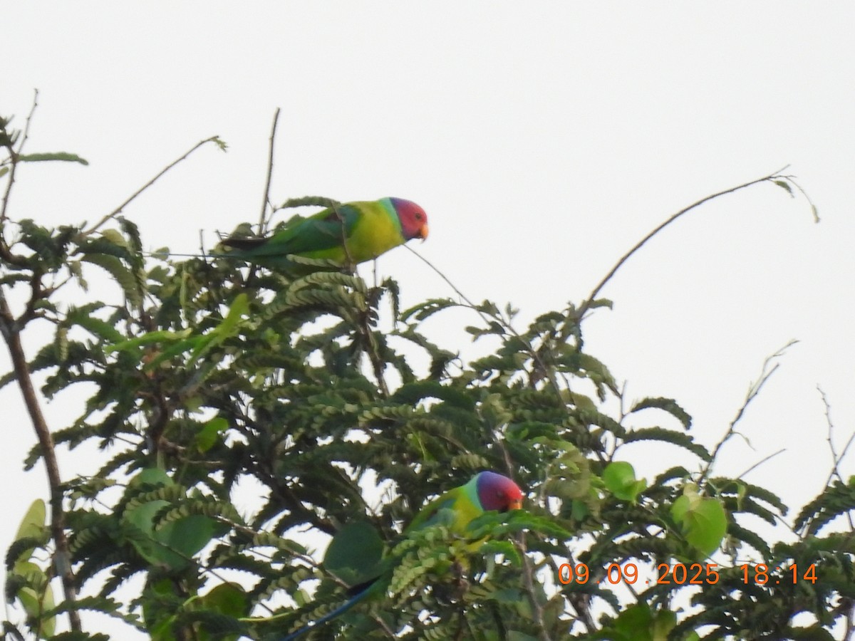 Plum-headed Parakeet - ML641607370