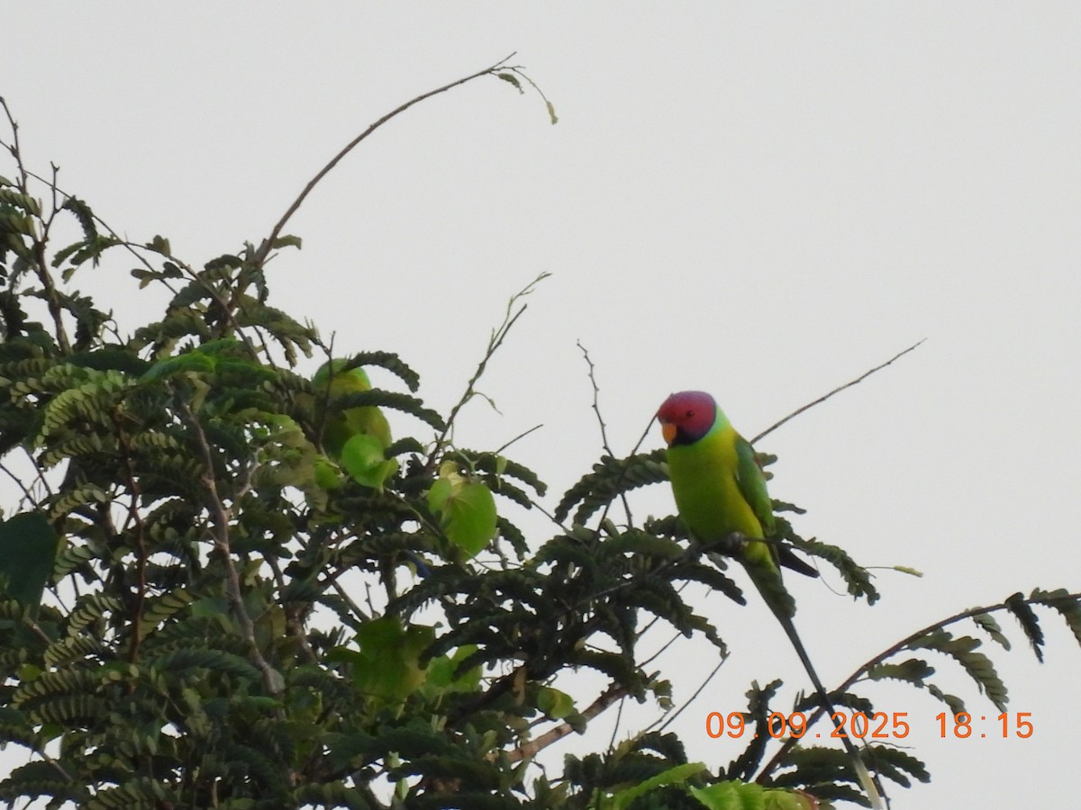 Plum-headed Parakeet - ML641607371