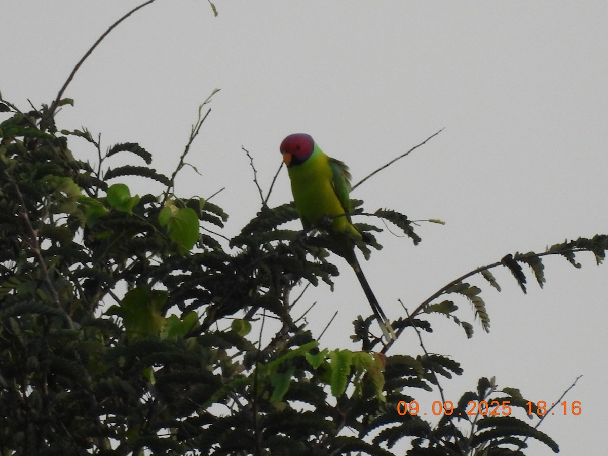 Plum-headed Parakeet - ML641607372