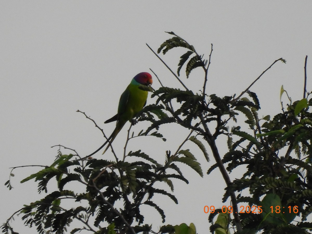 Plum-headed Parakeet - ML641607373